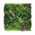 Florida Hera - Synthetic Ivy